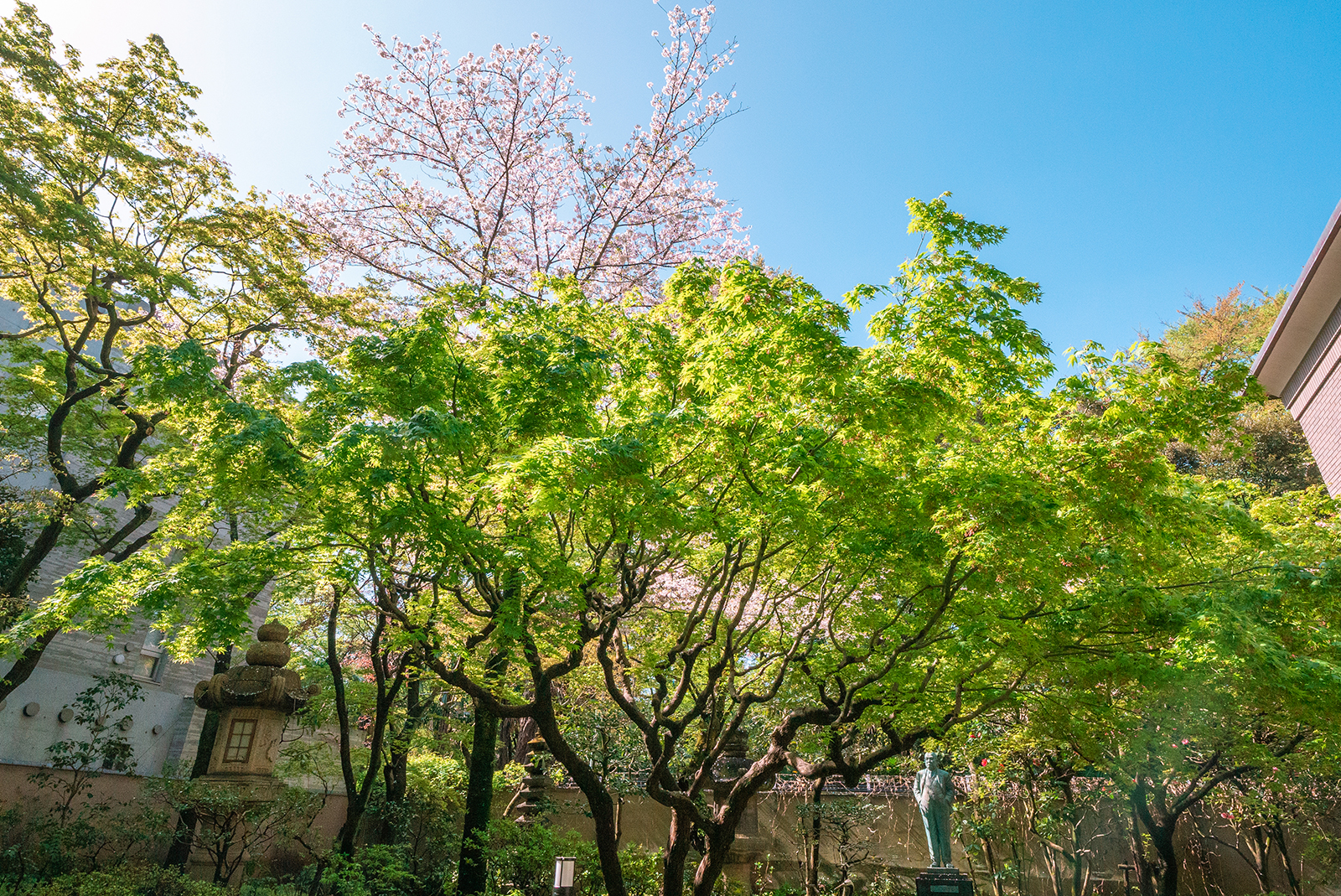 四季を彩る中庭 桜